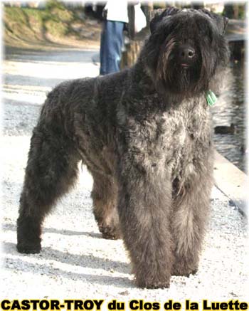 bouvier des flandres image prot&eacute;g&eacute;e par un copyright du clos de la luette